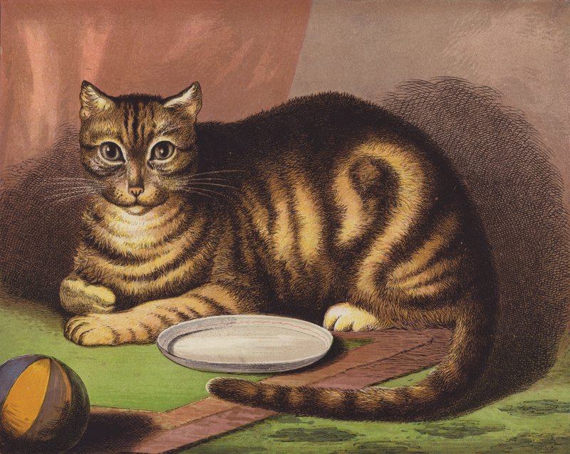 那只猫 作者 英语学校