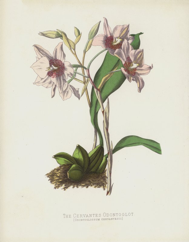 塞万提斯Odontoglot，Odontoglossum Cervantesii 作者 英语学校