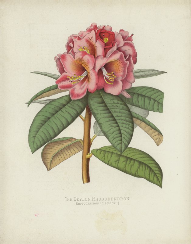 锡兰杜鹃花，Rhododendron Rollissonii 作者 英语学校