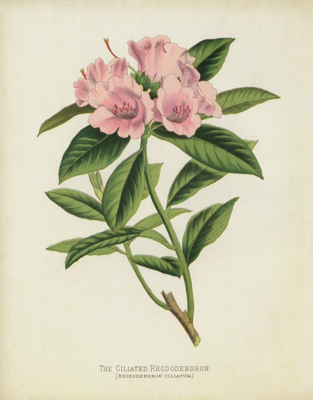 Ciliated Rhododendron，Rhododendron Ciliatum 作者 英语学校