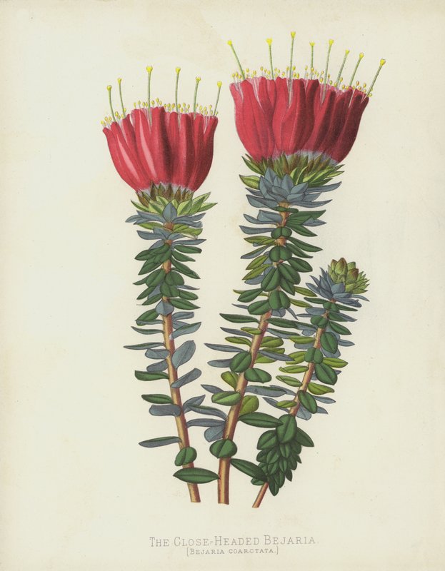 近距离Bejaria，Bejaria Coarctata 作者 英语学校