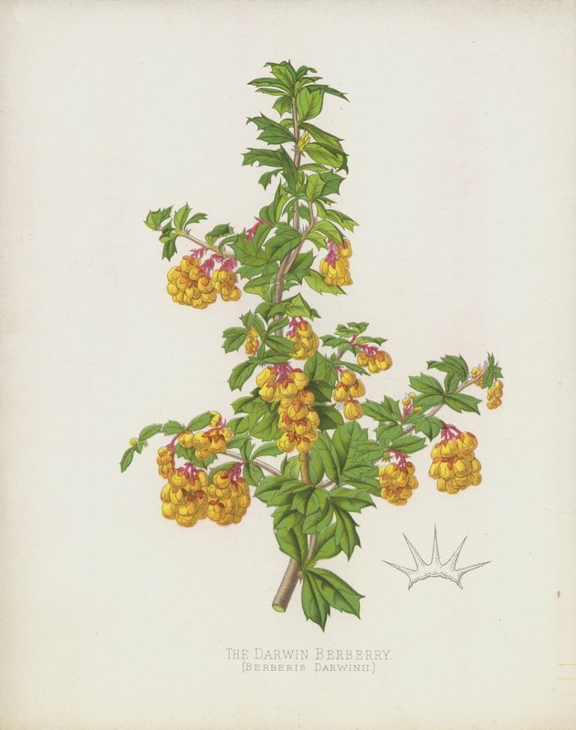 Darwin Berberry，Berberis Darwinii 作者 英语学校