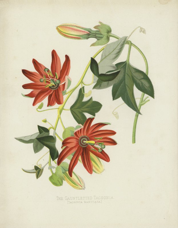 The Gauntletted Tacsonia，Tacsonia Manicata 作者 英语学校