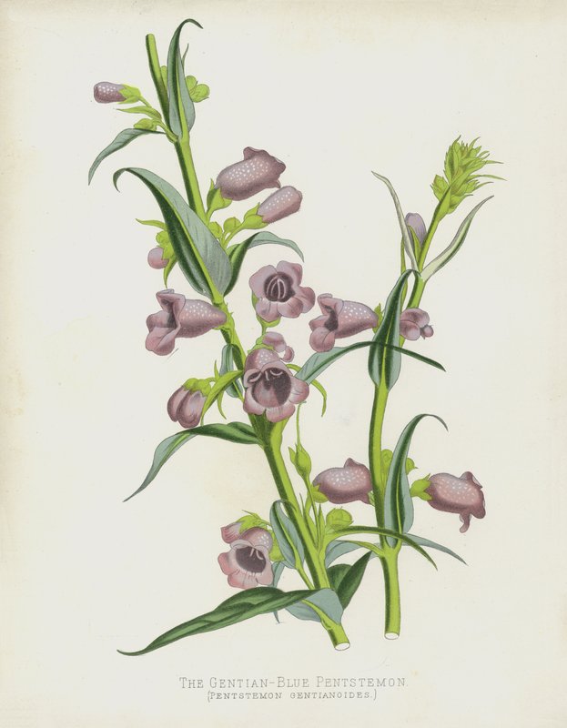 Gentian-Blue Pentstemon，Pentstemon Gentianoides 作者 英语学校