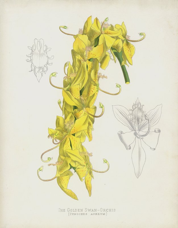 金色天鹅 -  Orchis，Cycnoches Aureum 作者 英语学校