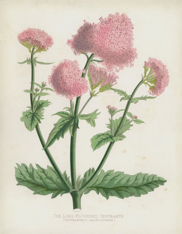 长花的Centranth，Centranthus Macrosiphon 作者 英语学校