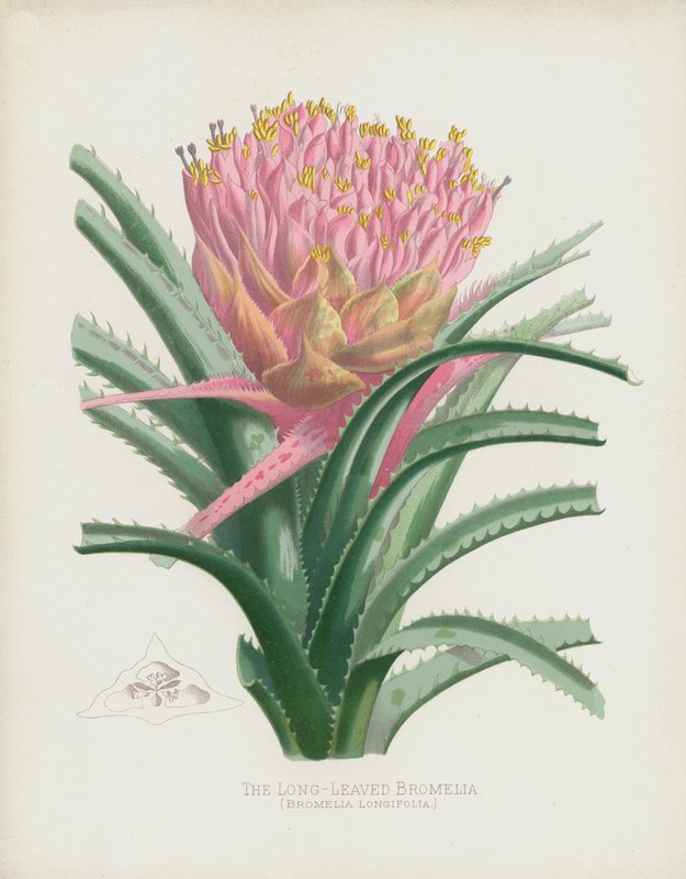 长叶凤梨，Bromelia Longifolia 作者 英语学校