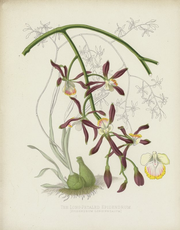 长瓣的Epidendrum，Epidendrum Longipetalum 作者 英语学校