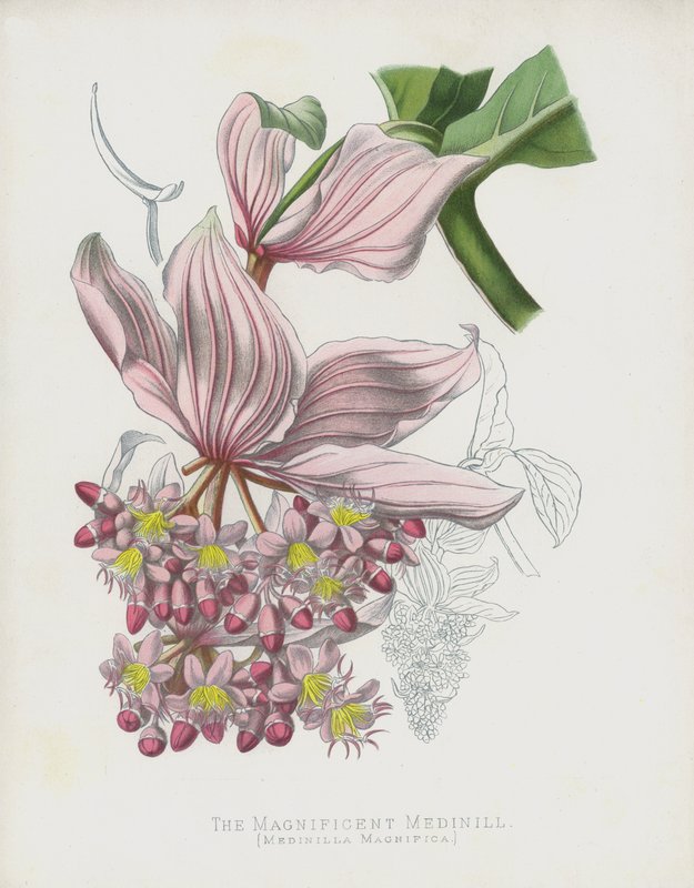 Magnificent Medinill，Medinilla Magnifica 作者 英语学校