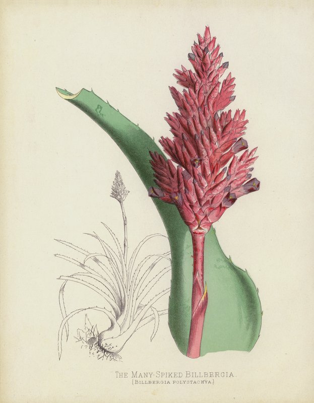 多刺的Billbergia，Billbergia（？）Polystachya 作者 英语学校
