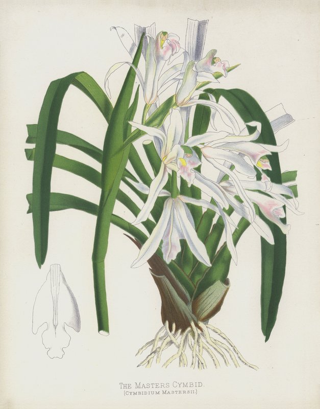 Masters Cymbid，Cymbidium Mastersii 作者 英语学校