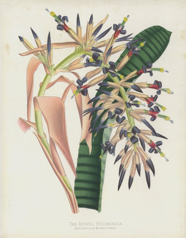 Morel Billbergia，Billbergia Moreliana 作者 英语学校