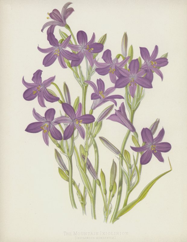 山Ixiolirion，Ixiolirion Montanum 作者 英语学校