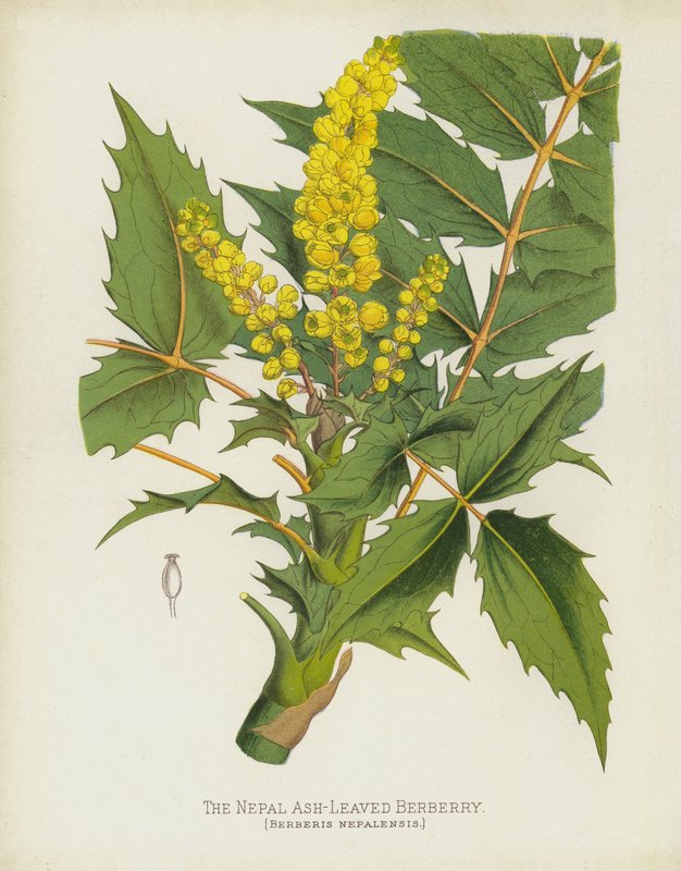 尼泊尔Ash-Leaved Berberry，Berberis Nepalensis 作者 英语学校