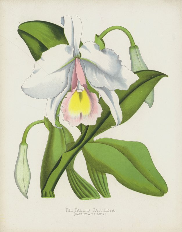 苍白的Cattleya，Cattleya Pallida 作者 英语学校