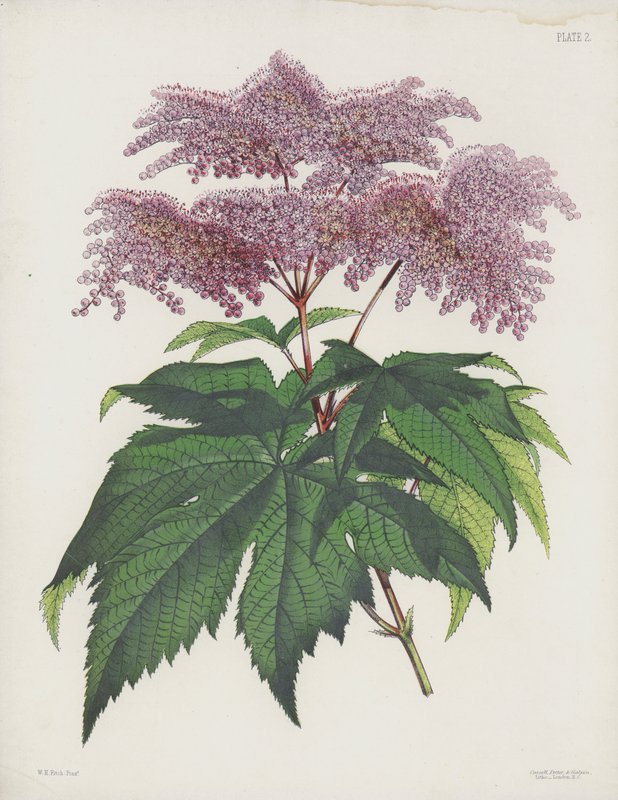Palmate-Leaved Spiraea，Spiraea Palmata 作者 英语学校