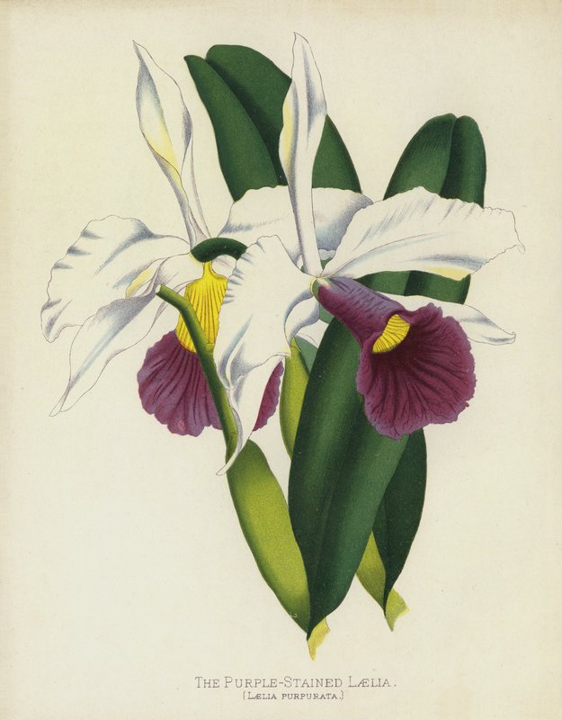 紫色Laelia，Laelia Purpurata 作者 英语学校