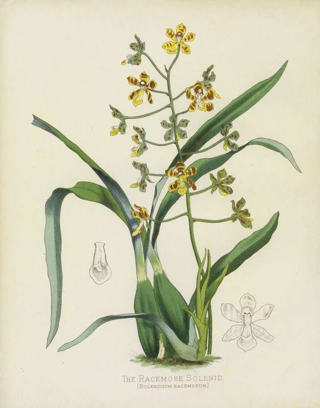 Racemose Solenid，Solenidium Racemosum 作者 英语学校