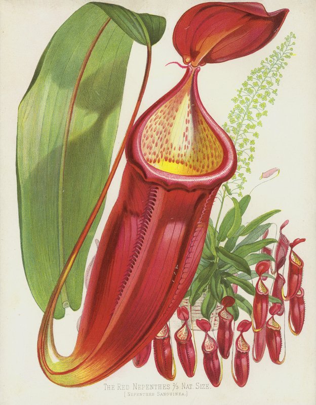 红猪笼草，猪笼草Sanguinea 作者 英语学校