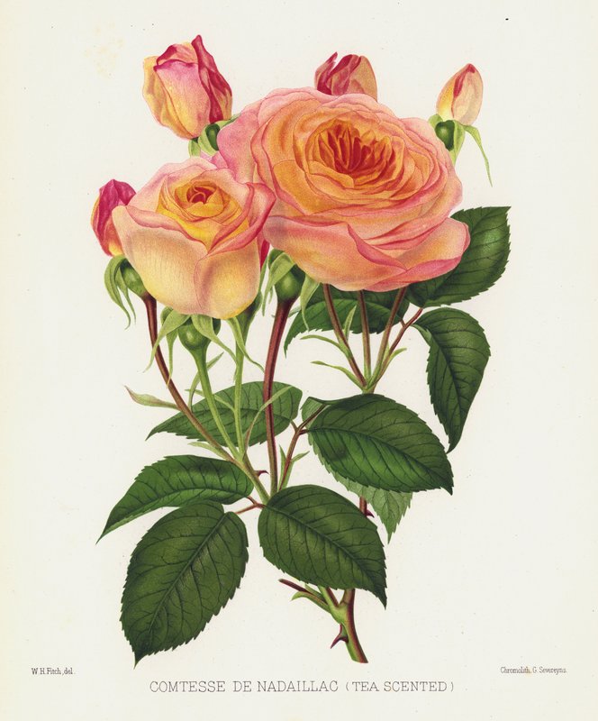 玫瑰园：Comtesse De Nadaillac，Tea Scented 作者 英语学校