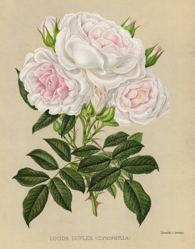 玫瑰园：Lucida Duplex，Clynophylla 作者 英语学校