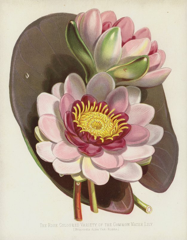 普通荷花的玫瑰色品种，Nymphaea Alba，var Rosea 作者 英语学校