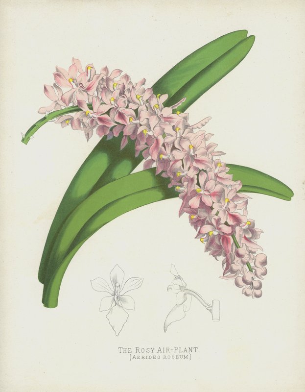 玫瑰色空气植物，Aerides Roseum 作者 英语学校