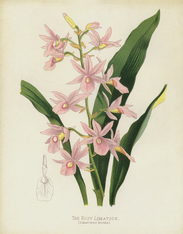 Rosy Limatode，Limatodes Rosea 作者 英语学校