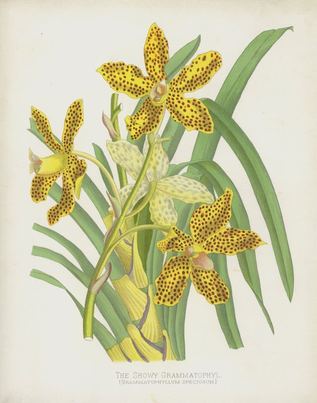 艳丽的Grammatophyl，Grammatophyllum Speciosum 作者 英语学校
