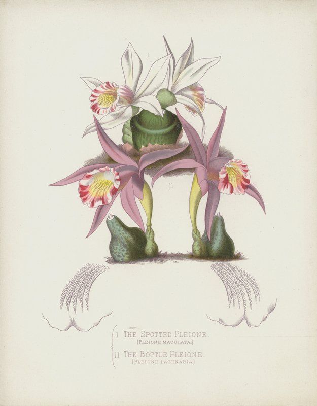 斑点Pleione，Pleione Maculata;瓶子Pleione，Pleione Lagenaria 作者 英语学校
