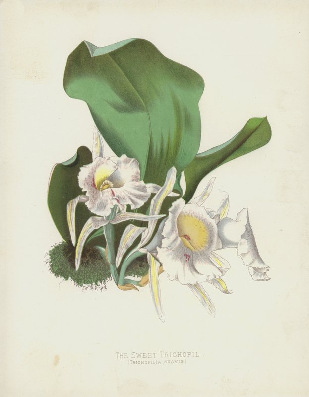 Trichopilia甜，甜Trichopilia 作者 英语学校