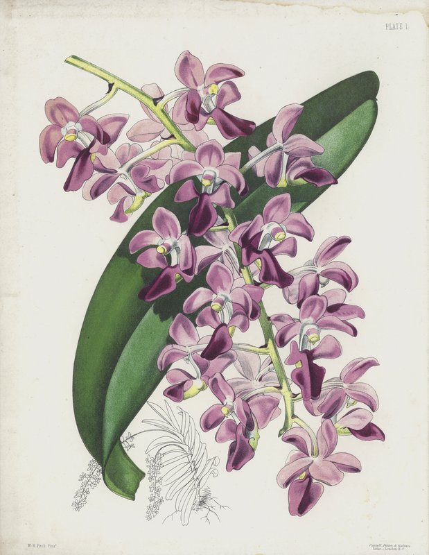 厚叶空气植物，Aerides Crassifolium 作者 英语学校