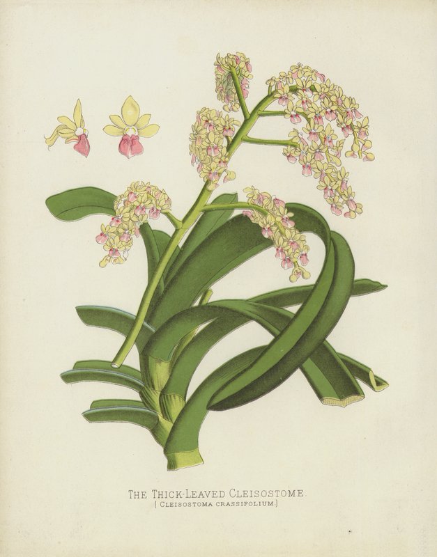 厚叶的Cleisostome，Cleisostoma Crassifolium 作者 英语学校