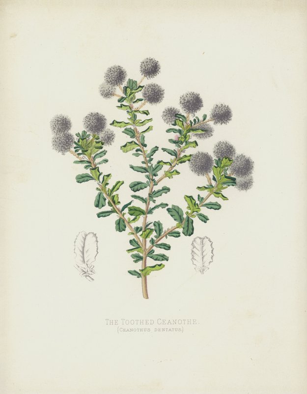 牙齿Ceanothe，Ceanothus Dentatus 作者 英语学校