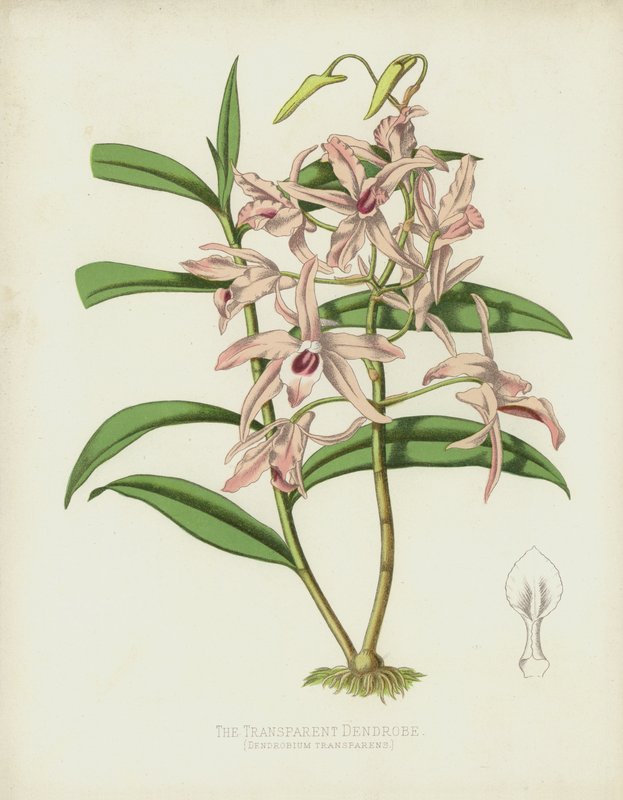 透明Dendrobe，石斛透明度 作者 英语学校