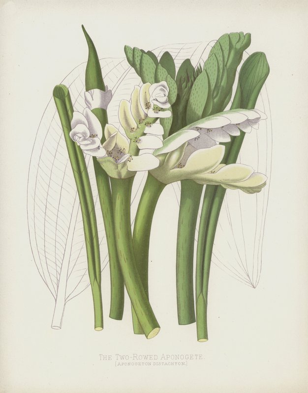 两排Aponogete，Aponogeton Distachyon 作者 英语学校