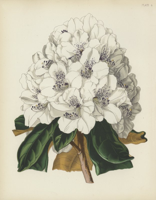 白色坎宁安杜鹃花，杜鹃花杜鹃; var Cunninghami 作者 英语学校