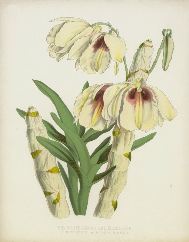 白色和血红色Dendrobe，石斛属Albosanguineum 作者 英语学校