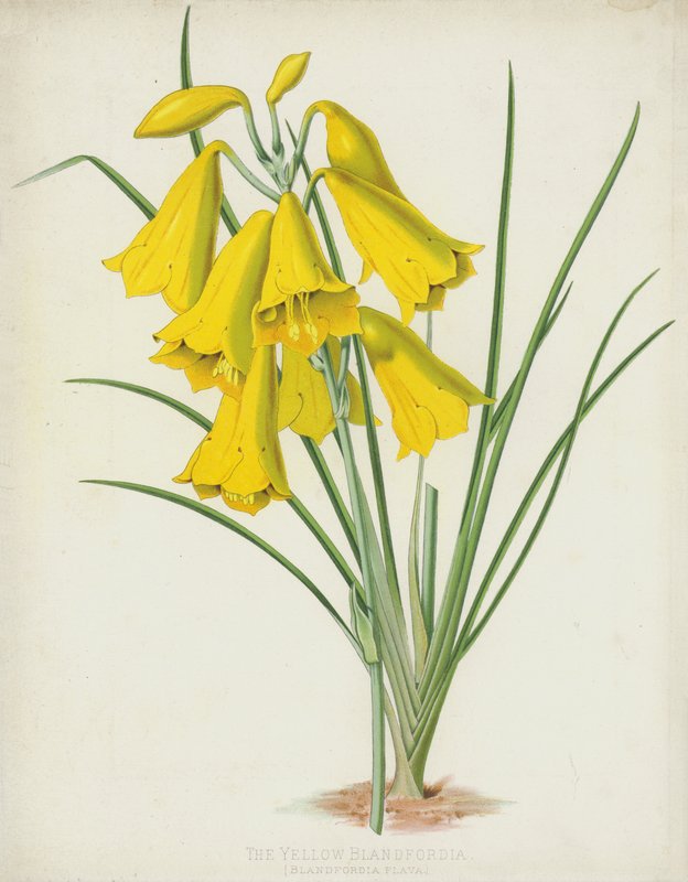 黄色Blandfordia，Blandfordia Flava 作者 英语学校