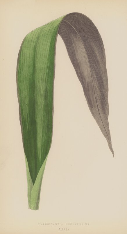 紫露草（Tradescantia Odoratissima） 作者 英语学校