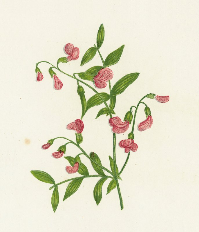 块茎苦涩，Orobus Tuberosus 作者 英语学校
