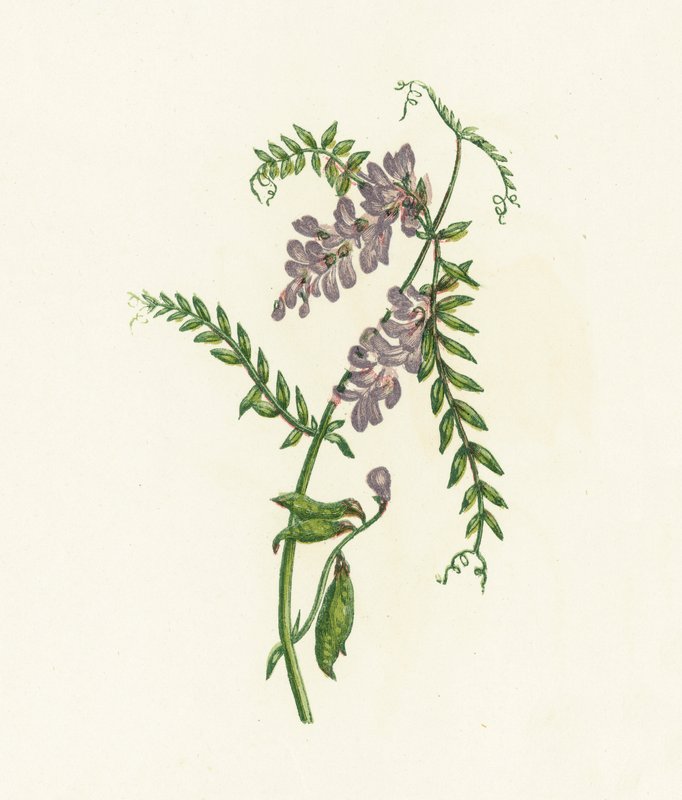 Tufted Vetch，Vicia Cracca 作者 英语学校