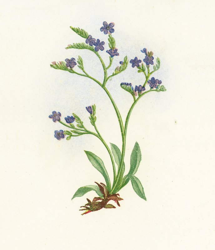 直立尖刺海薰衣草，Statice Binervosa 作者 英语学校