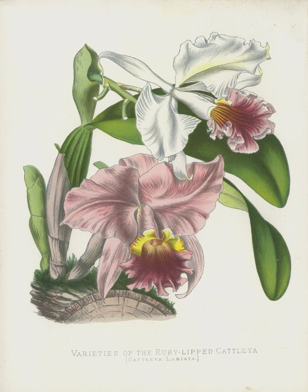 品种为Ruby-Lipped Cattleya，Cattleya Labiata 作者 英语学校