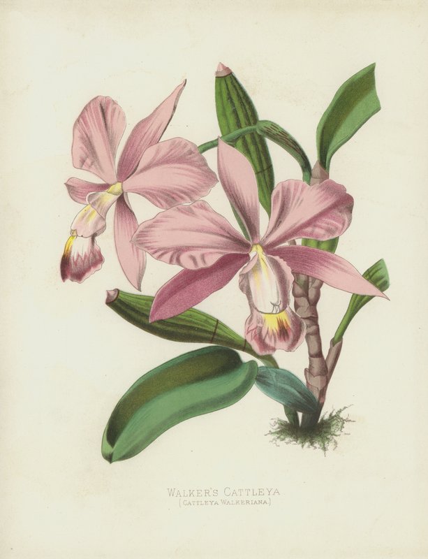Walkers Cattleya，Cattleya Walkeriana 作者 英语学校
