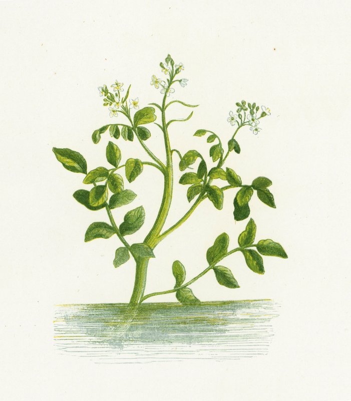 水芹，Nasturtium Officinale 作者 英语学校