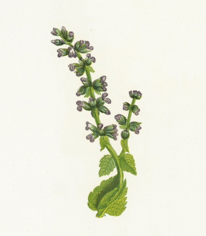 野生英国鼠尾草，或鼠尾草，丹参马鞭草 作者 英语学校