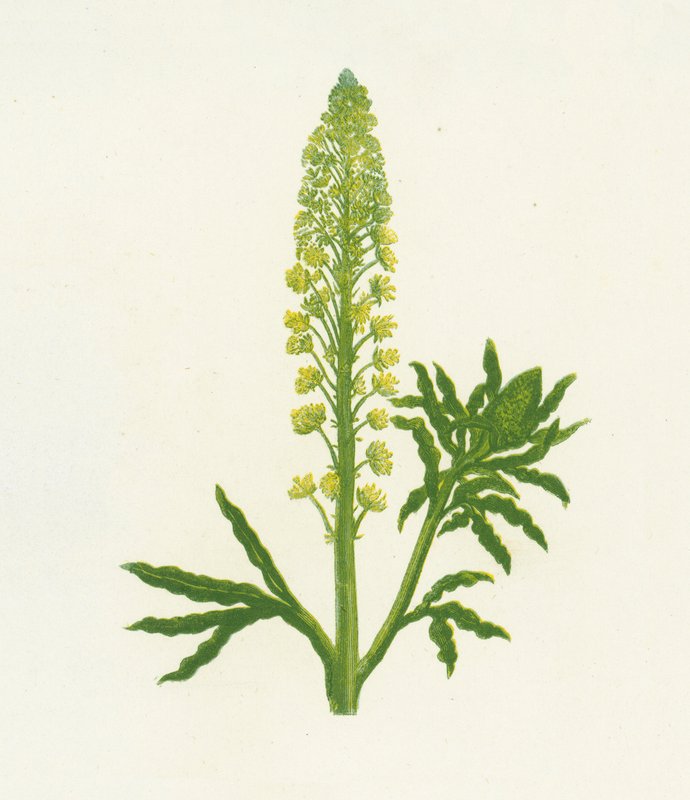 野生Mignonette，Reseda Lutea 作者 英语学校