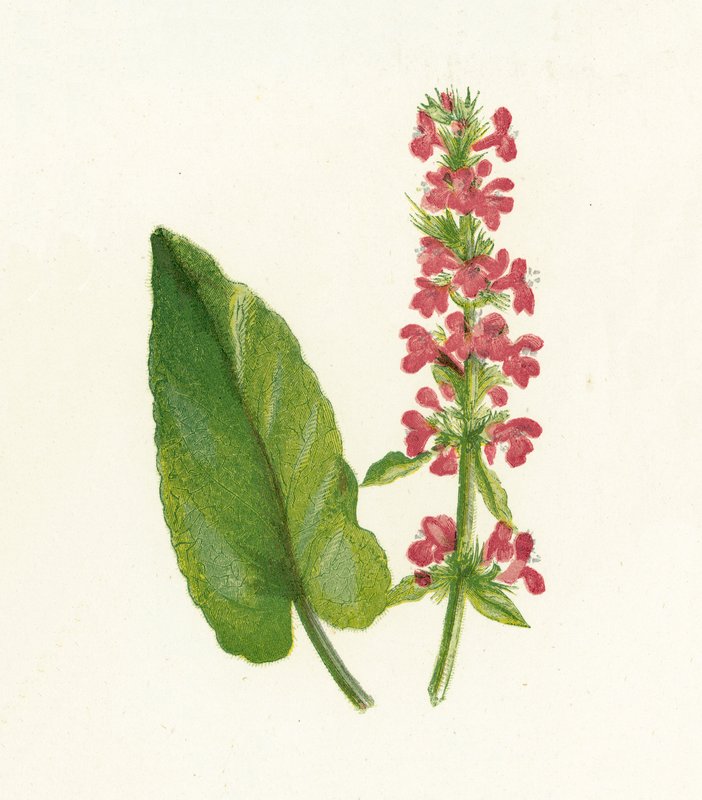Betonica，Betonica Officinalis 作者 英语学校