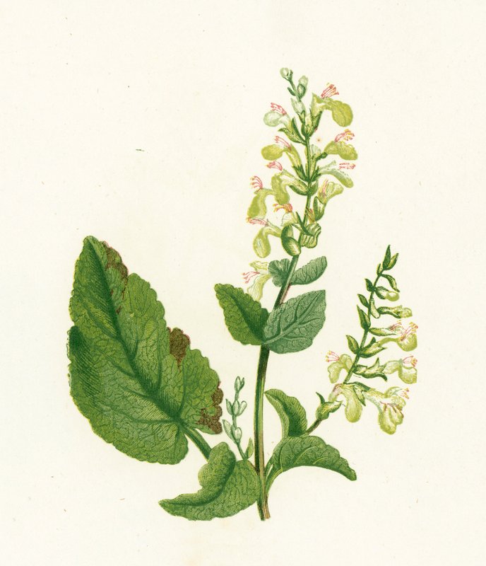 木鼠尾草，Teucrium Scorodonia 作者 英语学校